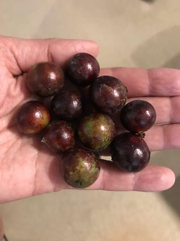 Myrciaria cauliflora ‘Precoce’ – Dwarf Red Jaboticaba