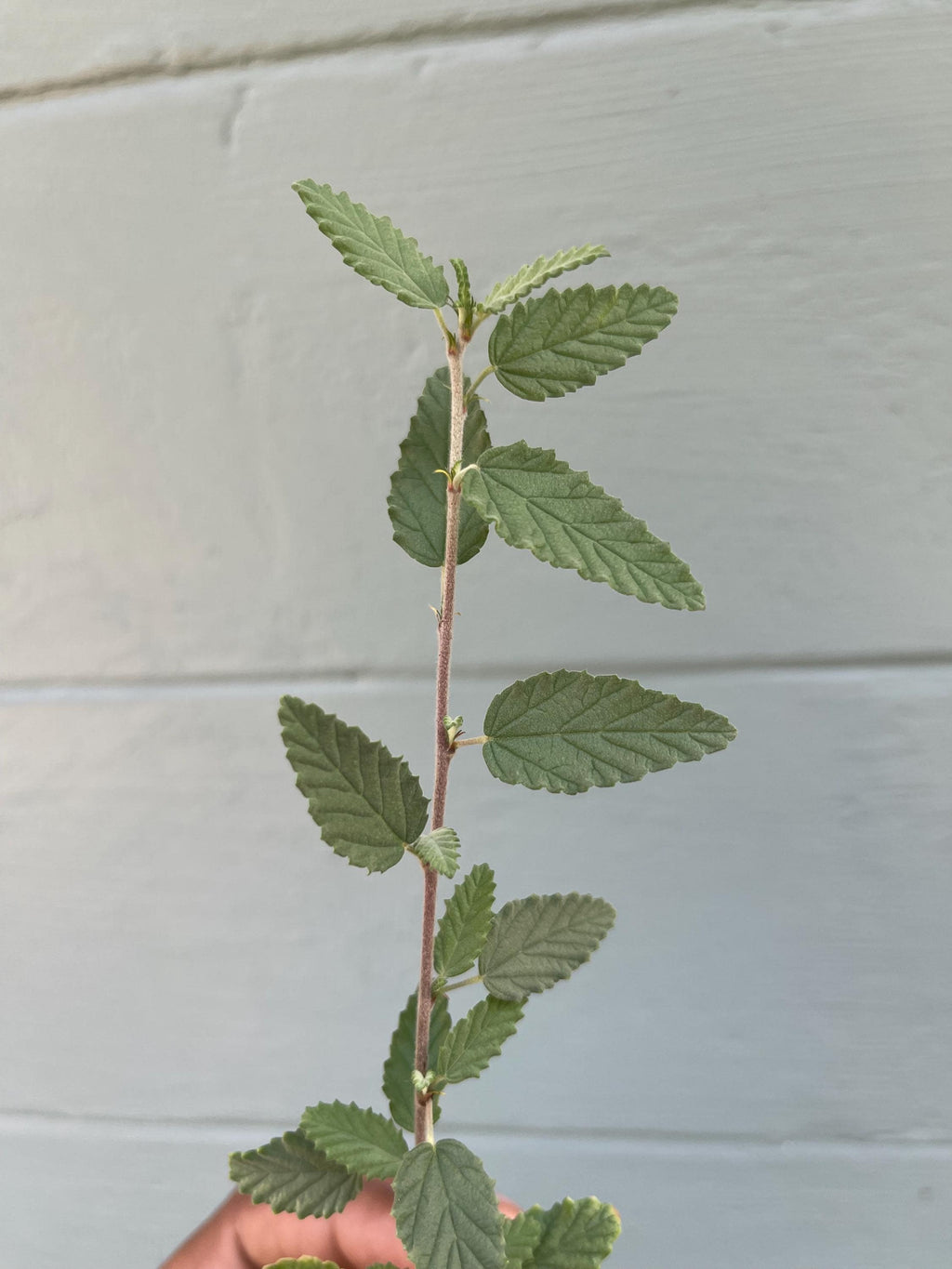 Florida Native Tea Bush Plant – Hardy Tropical Shrub, Pink Flowers, Pollinator Attractor