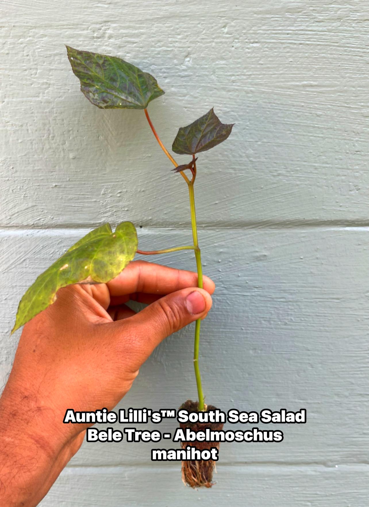 South Sea Salad Bele Tree – Abelmoschus manihot Live Plant