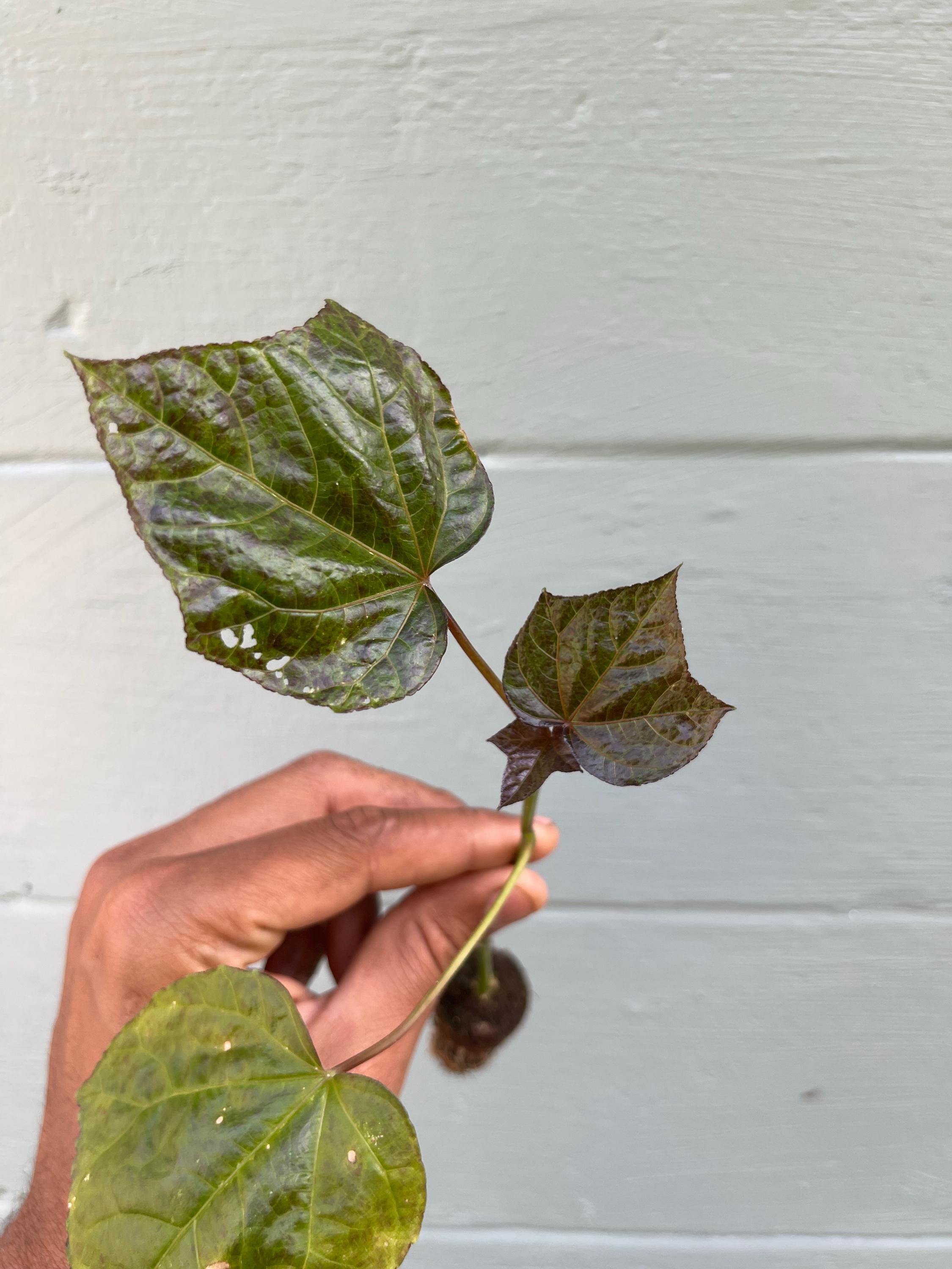 South Sea Salad Bele Tree – Abelmoschus manihot Live Plant