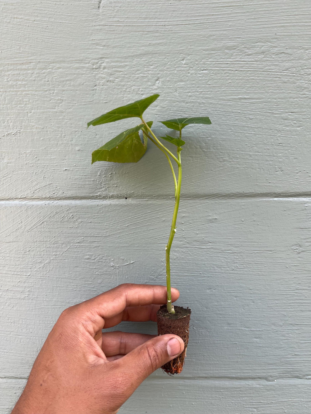 South Sea Salad Bele Tree – Abelmoschus manihot Live Plant