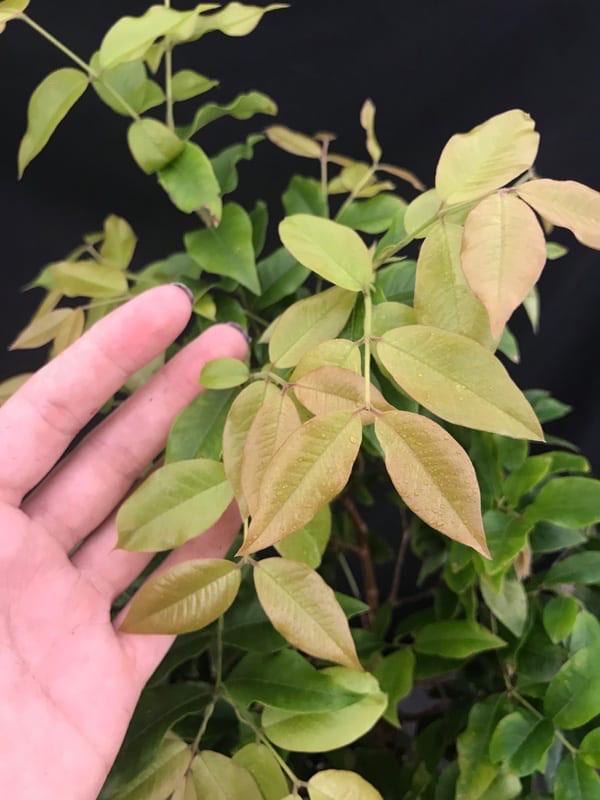Myrciaria cauliflora ‘Precoce’ – Dwarf Red Jaboticaba