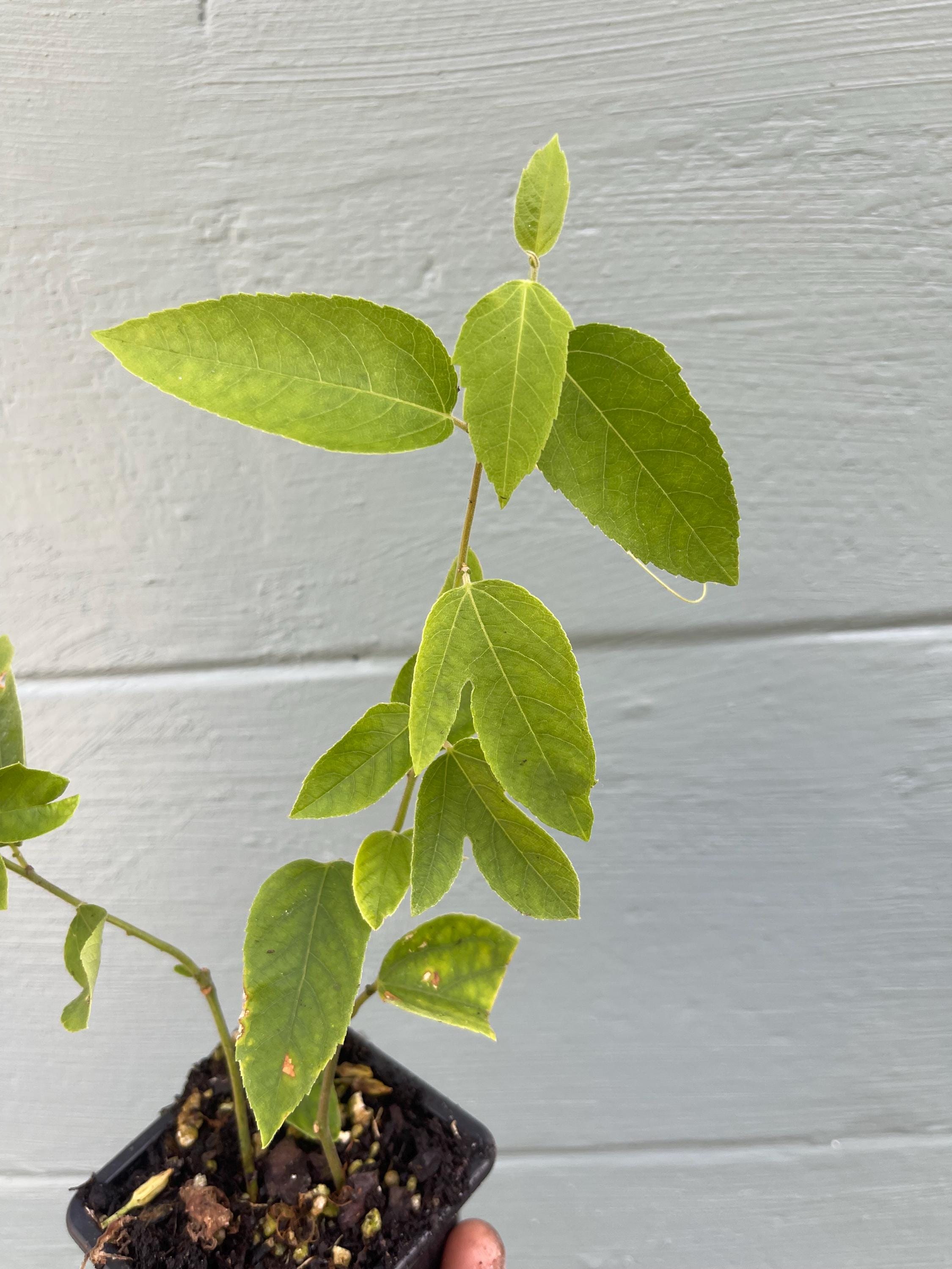 Passiflora ‘Lady Margaret’ – Red Passionflower Vine | Exotic Flowering Vine | Pollinator Friendly