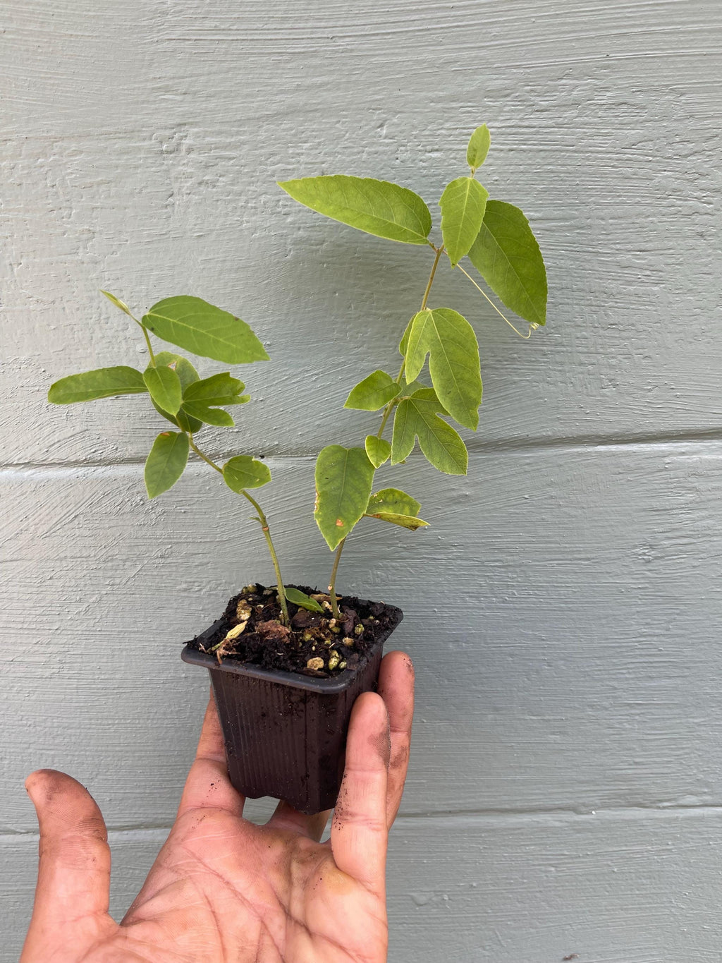 Passiflora ‘Lady Margaret’ – Red Passionflower Vine | Exotic Flowering Vine | Pollinator Friendly