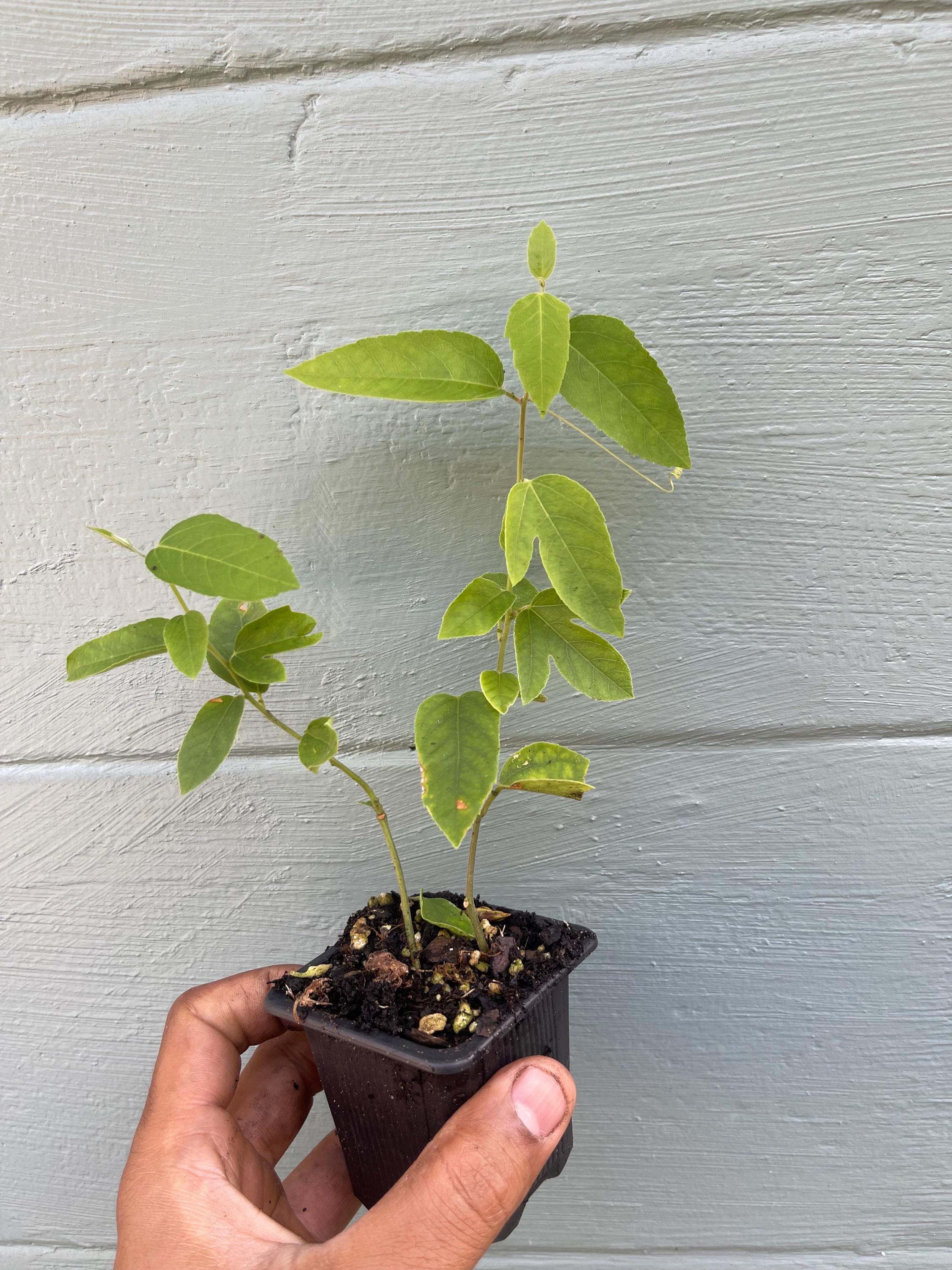 Passiflora ‘Lady Margaret’ – Red Passionflower Vine | Exotic Flowering Vine | Pollinator Friendly