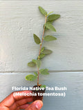 Florida Native Tea Bush Plant – Hardy Tropical Shrub, Pink Flowers, Pollinator Attractor