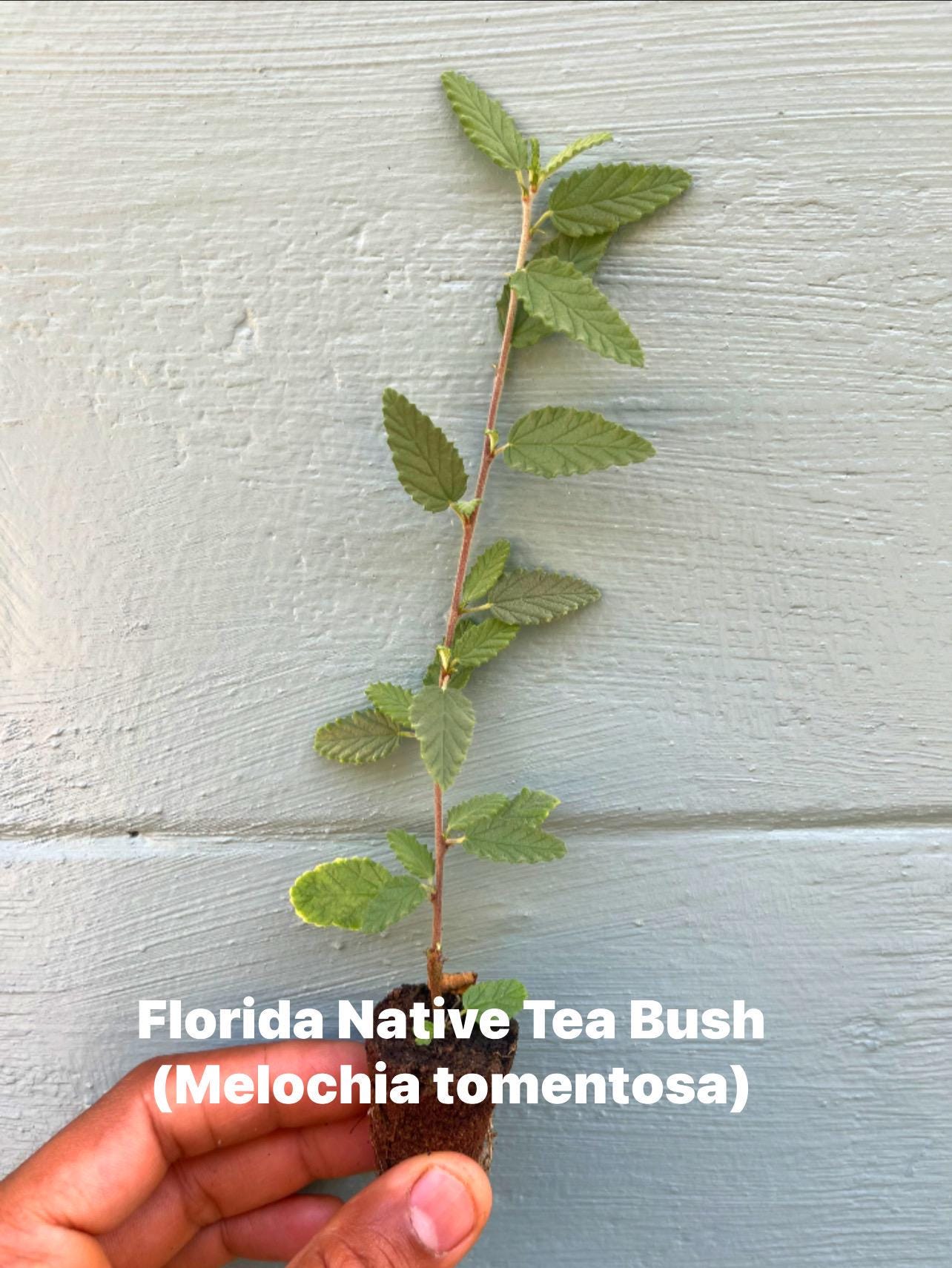 Florida Native Tea Bush Plant – Hardy Tropical Shrub, Pink Flowers, Pollinator Attractor