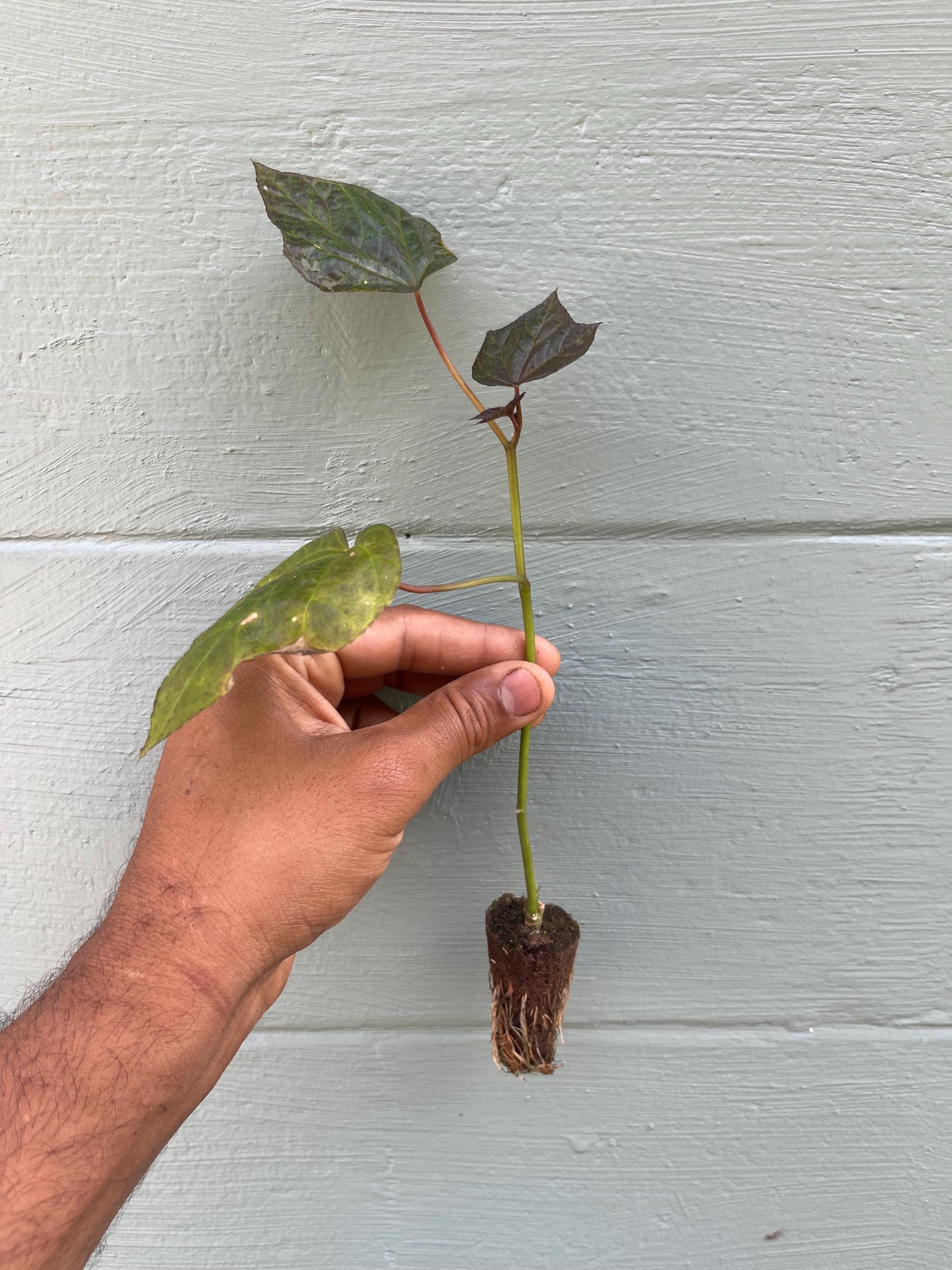 South Sea Salad Bele Tree – Abelmoschus manihot Live Plant