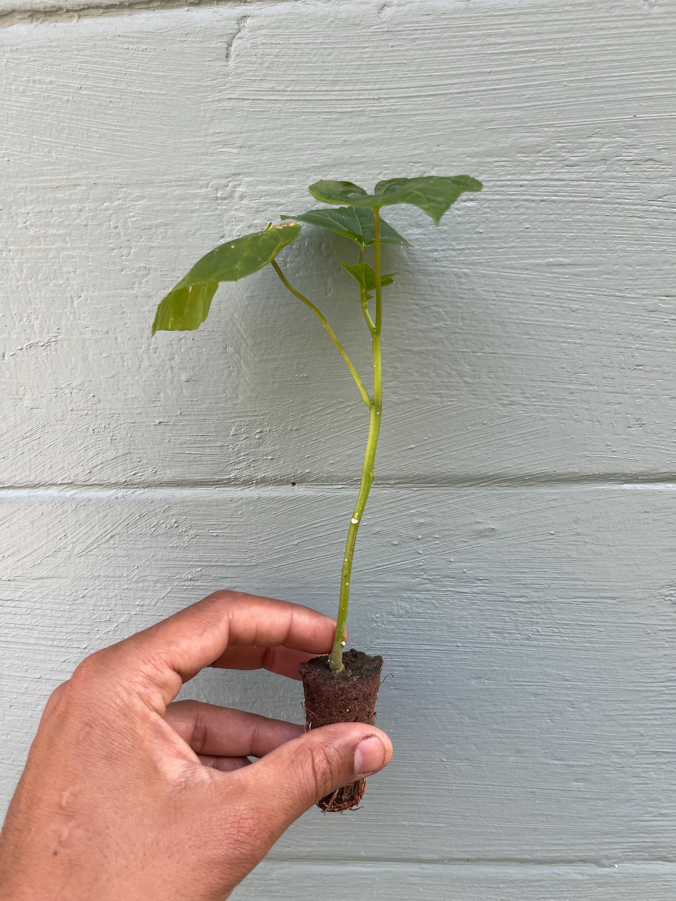 South Sea Salad Bele Tree – Abelmoschus manihot Live Plant
