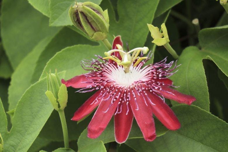 Passiflora ‘Lady Margaret’ – Red Passionflower Vine | Exotic Flowering Vine | Pollinator Friendly
