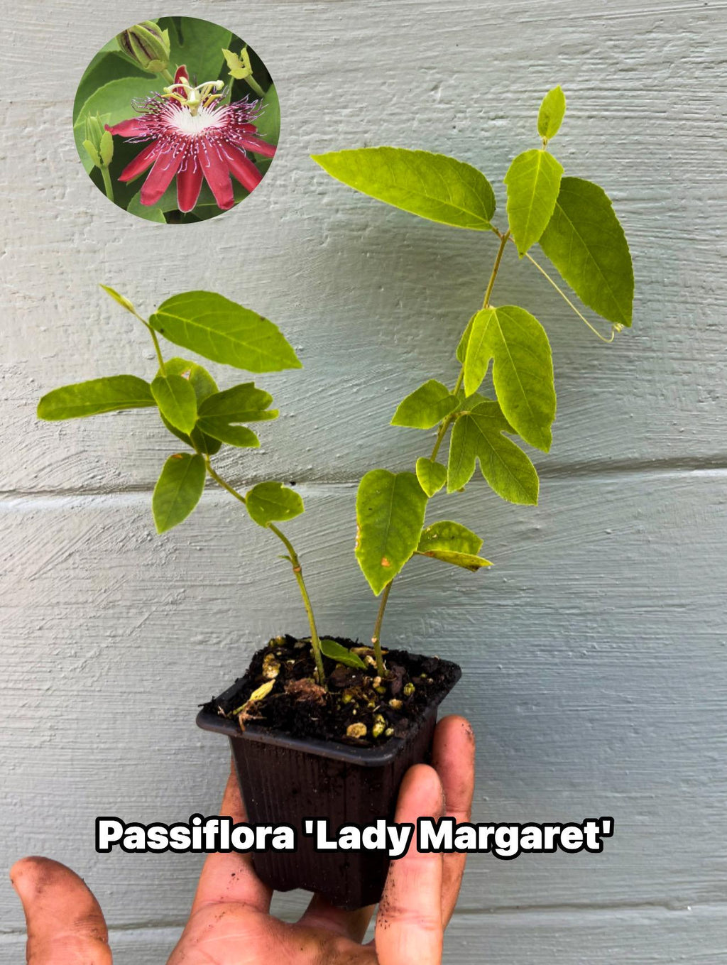 Passiflora ‘Lady Margaret’ – Red Passionflower Vine | Exotic Flowering Vine | Pollinator Friendly