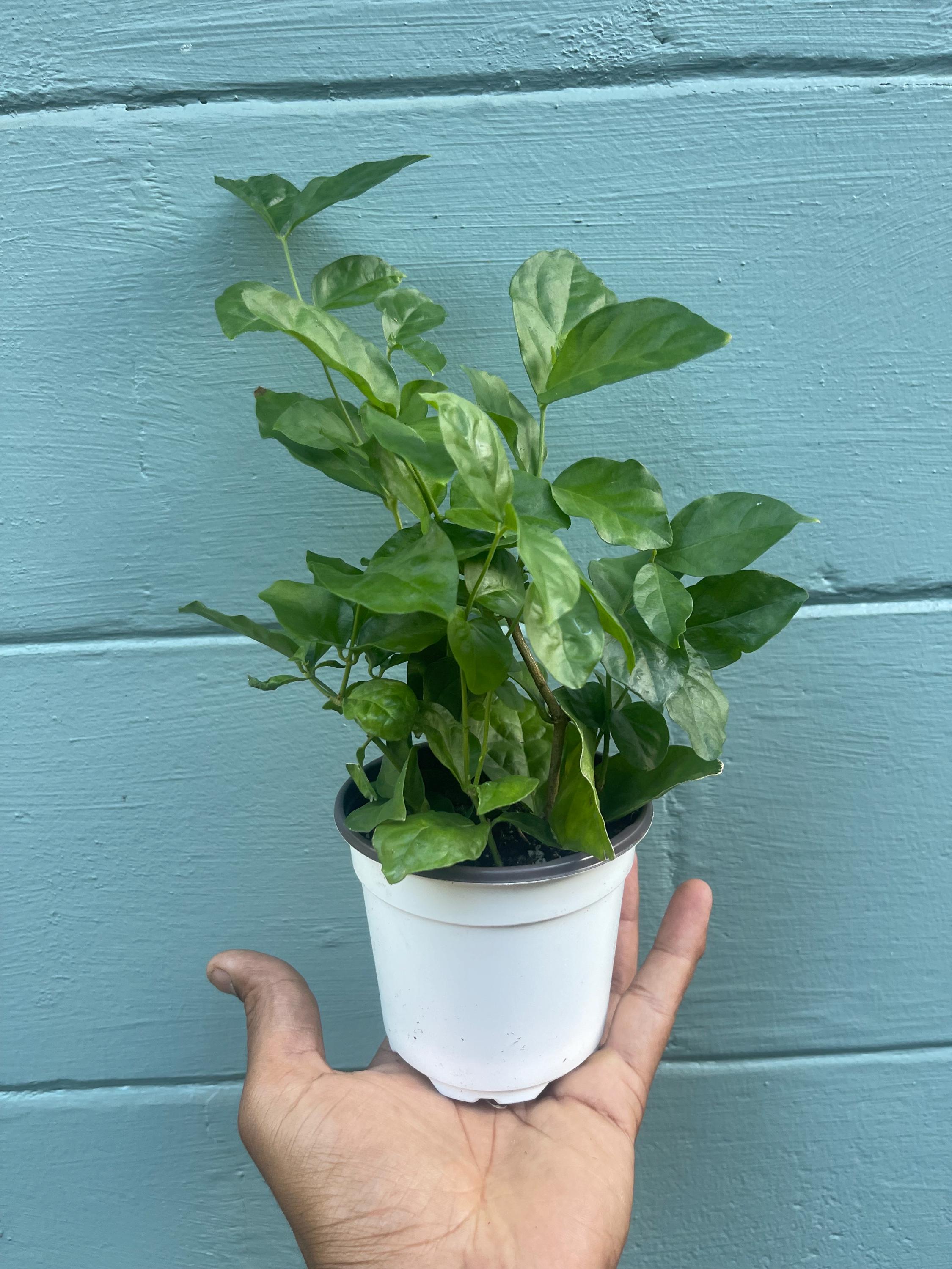Gardenia ‘New Maid of Orleans’ Live Plant – Fragrant White Blooms, Compact Shrub
