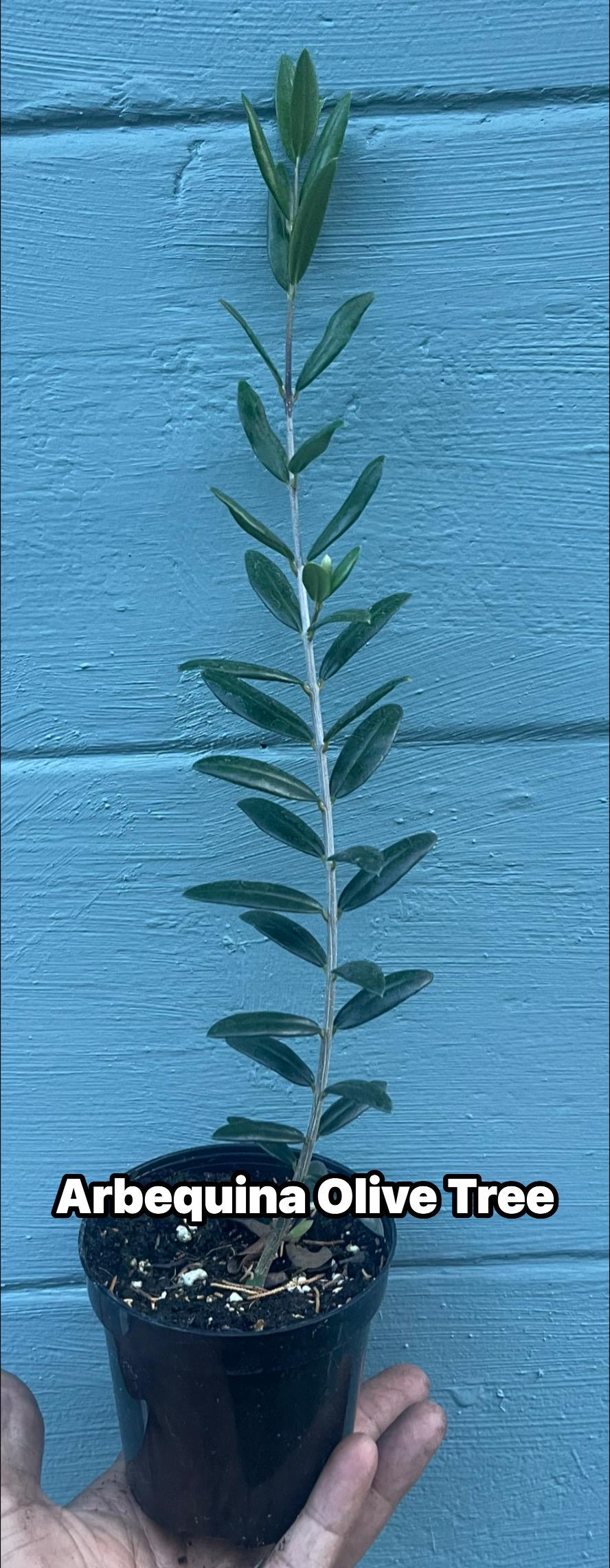 Arbequina Olive Tree – Cold Hardy, Self-Fertile, Container Friendly Plant
