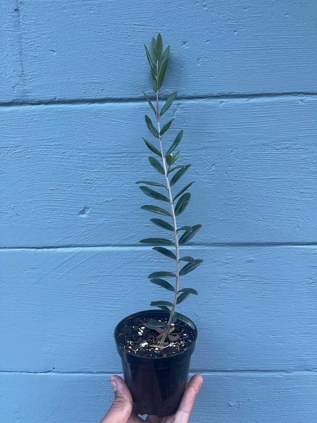 Arbequina Olive Tree – Cold Hardy, Self-Fertile, Container Friendly Plant