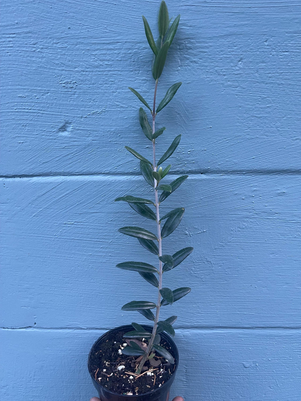Arbequina Olive Tree – Cold Hardy, Self-Fertile, Container Friendly Plant