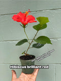 Brilliant Red Hibiscus Plant – 4” Pot | Tropical Red Blooming Shrub | Live Starter Plant
