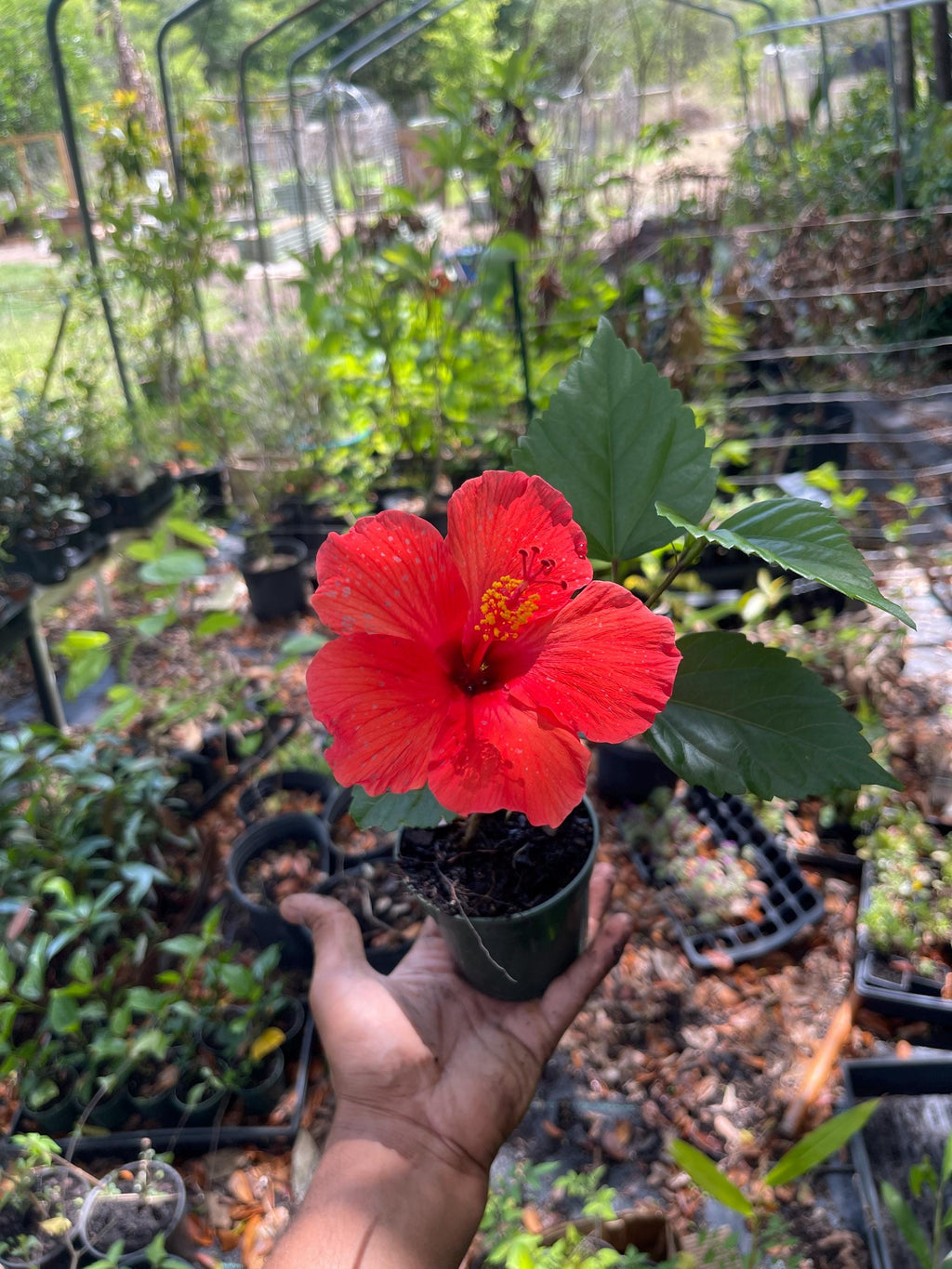 Brilliant Red Hibiscus Plant – 4” Pot | Tropical Red Blooming Shrub | Live Starter Plant