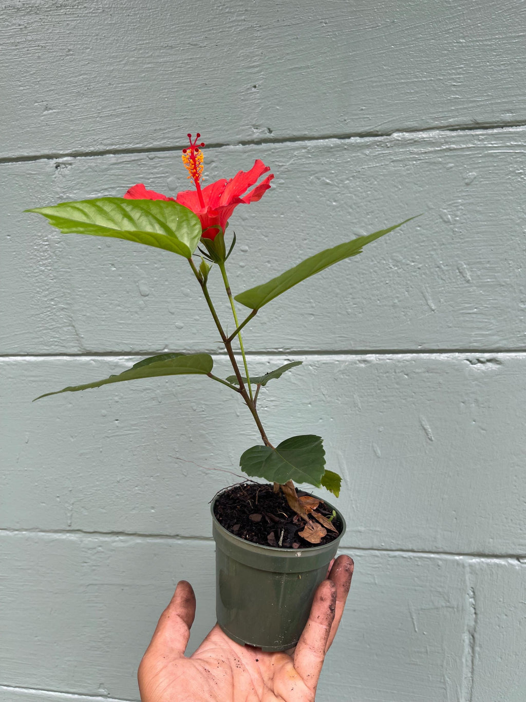 Brilliant Red Hibiscus Plant – 4” Pot | Tropical Red Blooming Shrub | Live Starter Plant