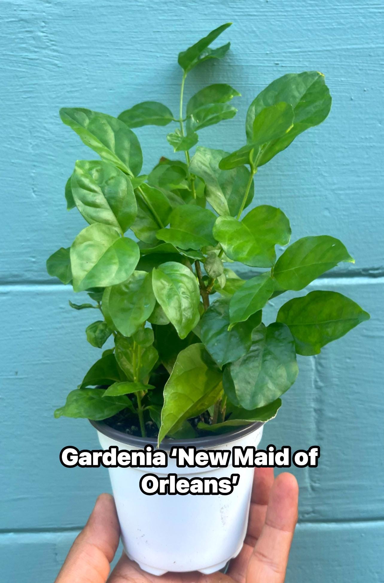 Gardenia ‘New Maid of Orleans’ Live Plant – Fragrant White Blooms, Compact Shrub