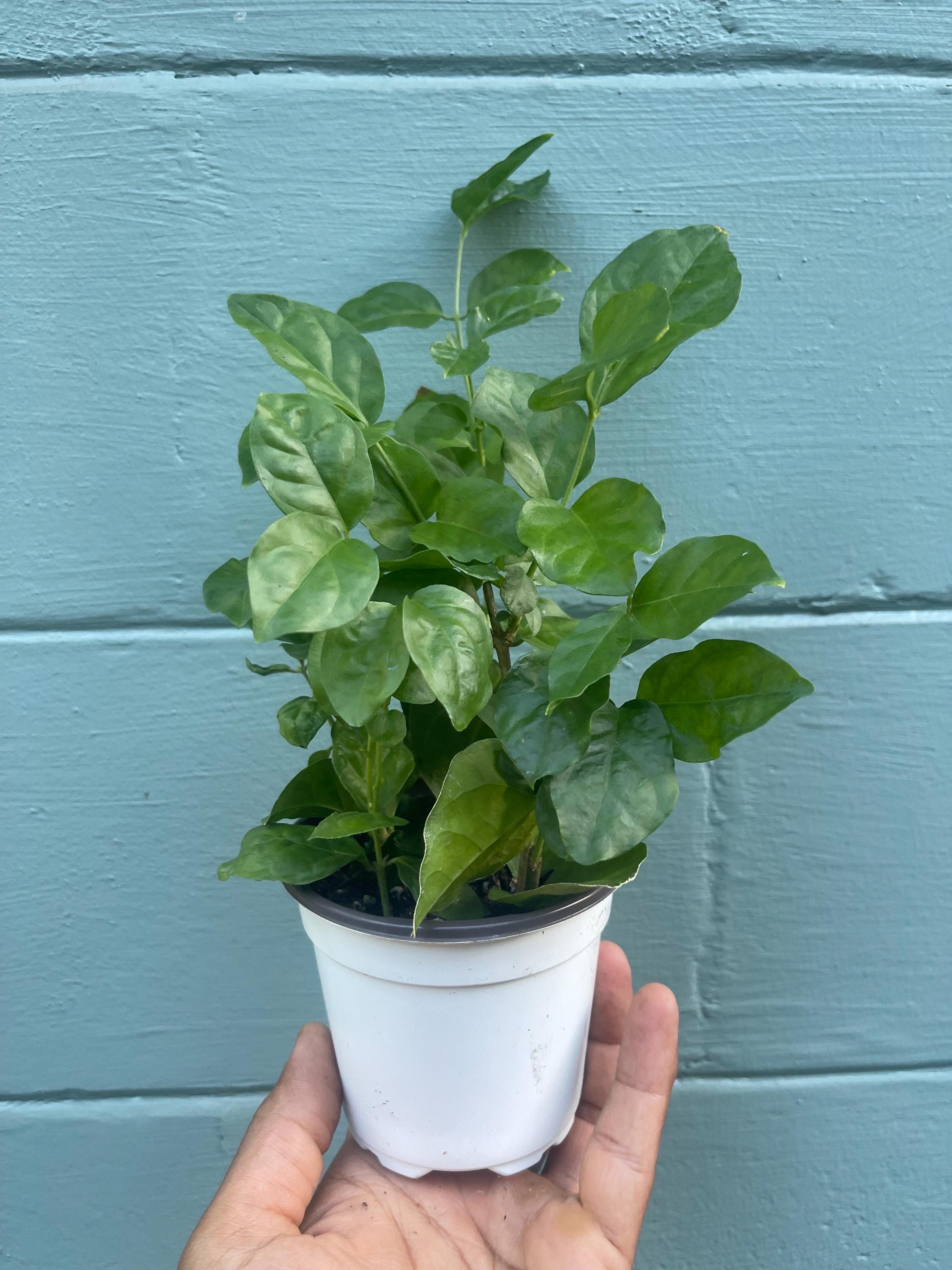 Gardenia ‘New Maid of Orleans’ Live Plant – Fragrant White Blooms, Compact Shrub