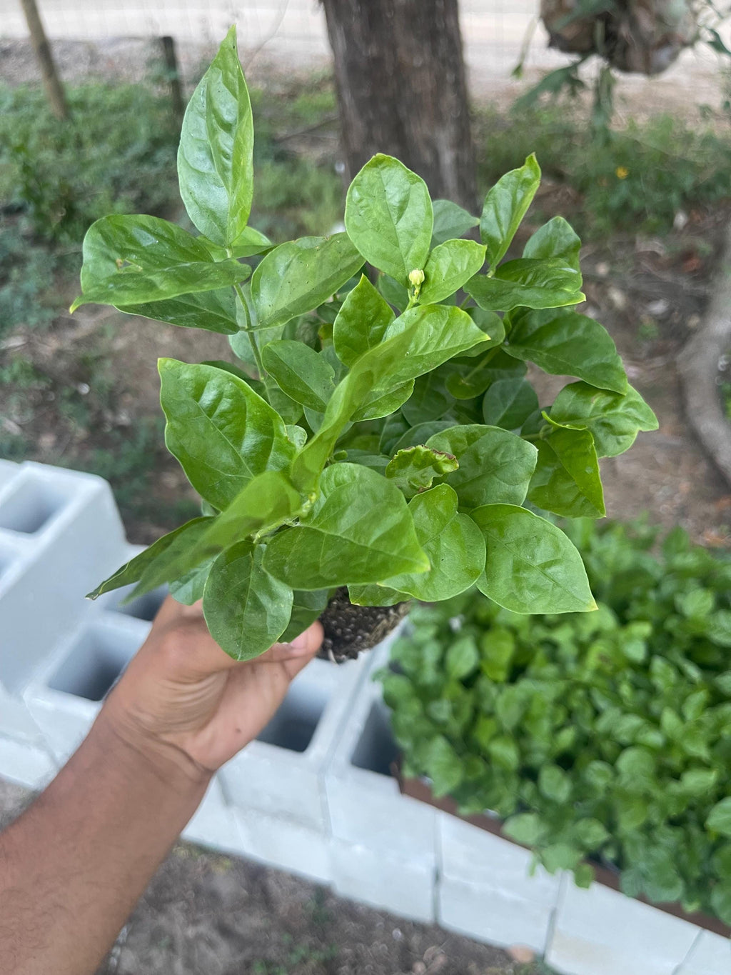 Gardenia ‘New Maid of Orleans’ Live Plant – Fragrant White Blooms, Compact Shrub