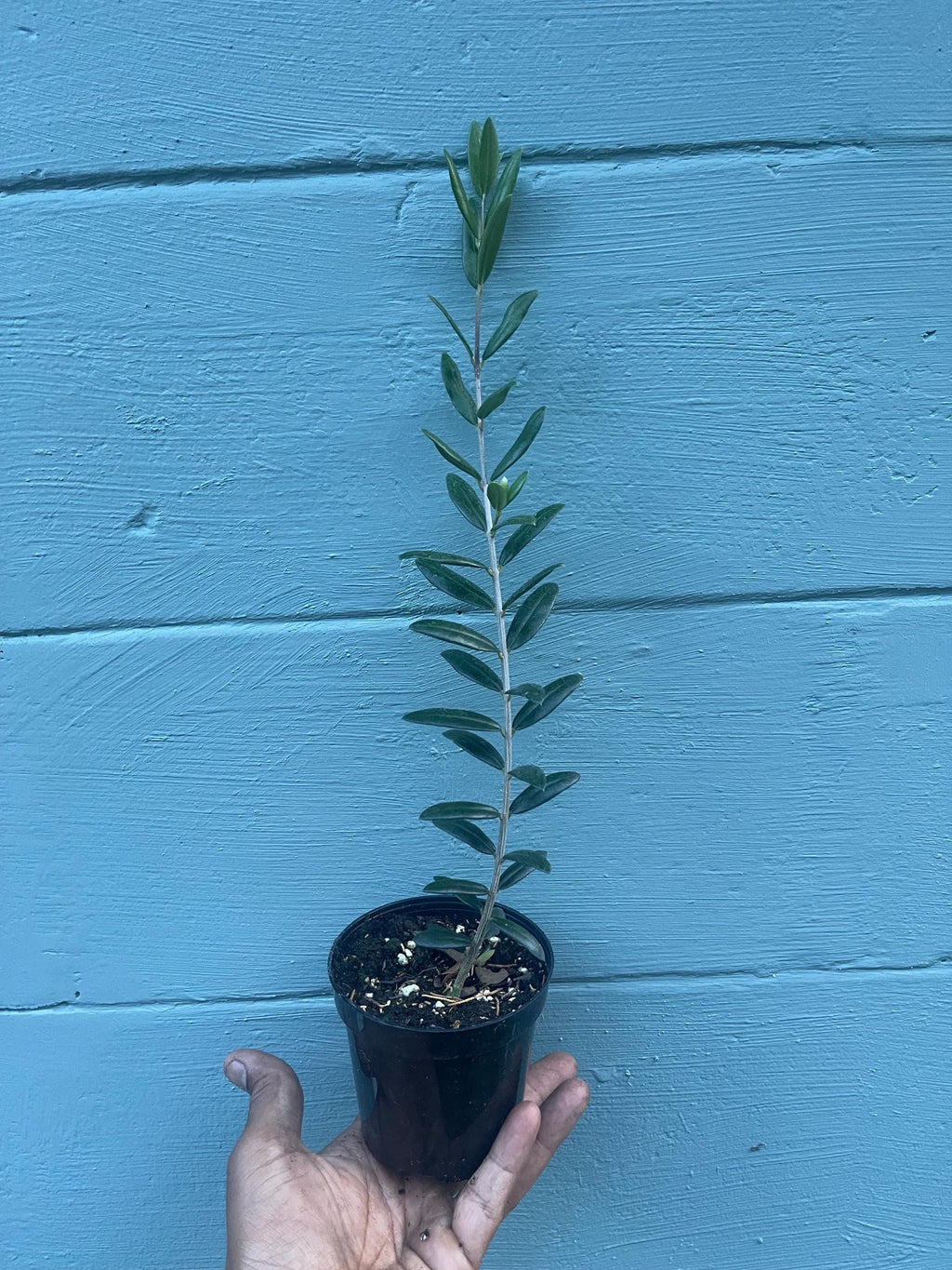 Arbequina Olive Tree – Cold Hardy, Self-Fertile, Container Friendly Plant