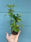 Caroline Raspberry Plant (Rubus idaeus) – Everbearing, Sweet, High-Yield Variety