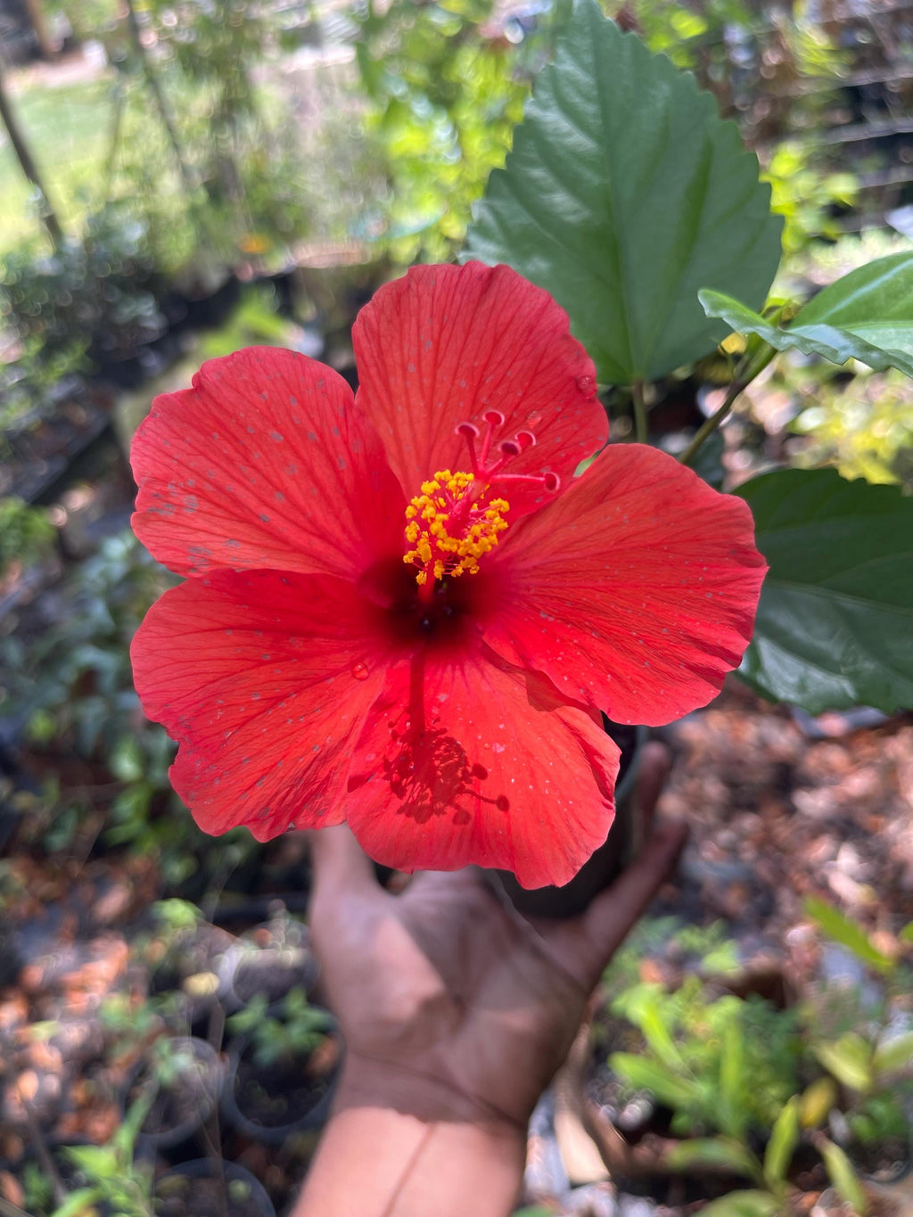 Brilliant Red Hibiscus Plant – 4” Pot | Tropical Red Blooming Shrub | Live Starter Plant
