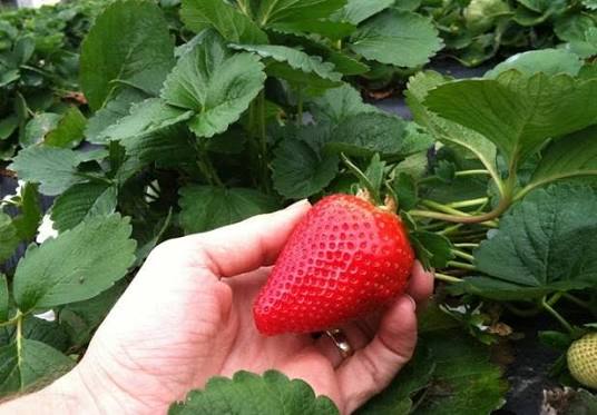 Sensation Strawberry Plugs - preorder
